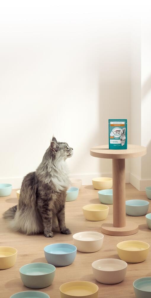 Facilitez son hydratation avec Purina ONE® Hydralife™