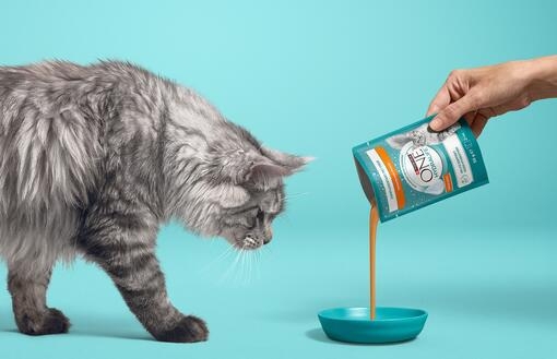 Des résultats visibles sur la santé de votre chat aujourd'hui et demain