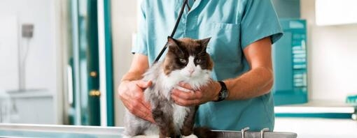 Problèmes rénaux chez le chat : causes et traitements