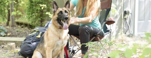 Différences entre le Berger Belge Malinois et le Berger Allemand