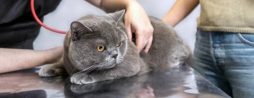 FIV chez le chat : comprendre le sida du chat, ses symptômes et comment protéger votre compagnon