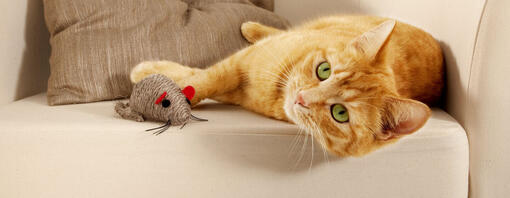Top 5 des jeux amusants pour chats