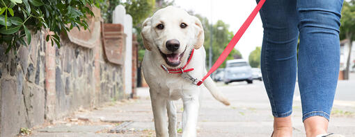 Comment apprendre à un chien ou un chiot à marcher en laisse ?