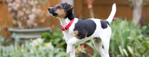 Comment apprendre la propreté à un chiot : conseils & astuces