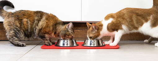 Nourriture humide ou croquettes pour chat ?