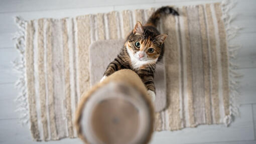 Comment fêter l’anniversaire de votre chat