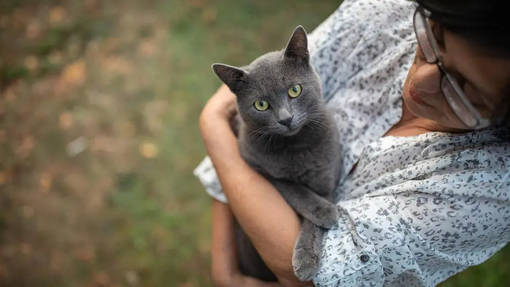 Pellicules chez le chat : causes et conseils pour les traiter