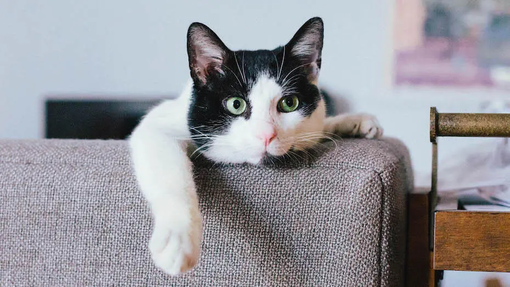 Pellicules chez le chat : causes et conseils pour les traiter