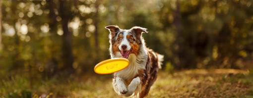 Photo chien activité