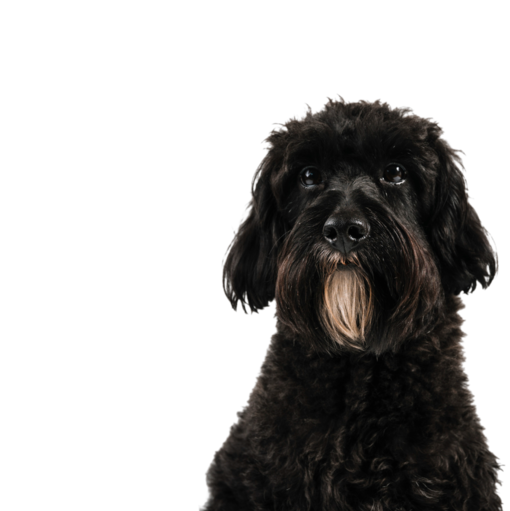 Chien