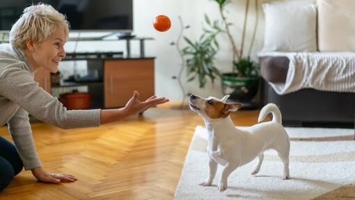 Idées d’anniversaire pour chien : célébrer le jour spécial de votre compagnon