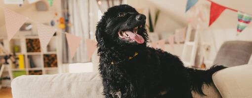 Idées d’anniversaire pour chien : célébrer le jour spécial de votre compagnon
