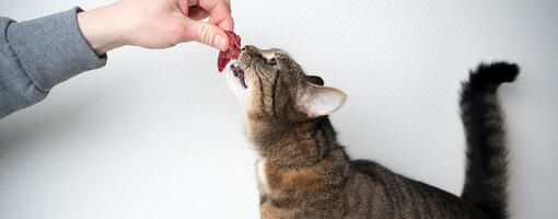 Les chats peuvent-ils manger de la viande crue ?