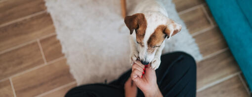 Comment choisir les bonnes friandises à mâcher pour votre chien