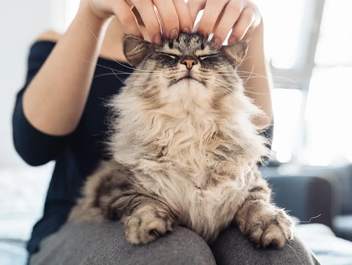 Le mythe des chats hypoallergenic