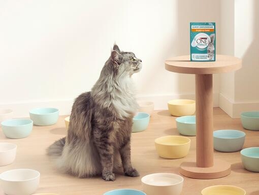 Purina ONE® HYDRALIFE™