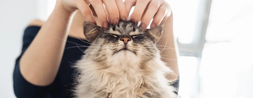 Allergie aux chats : voici comment gérer les allergènes des chats