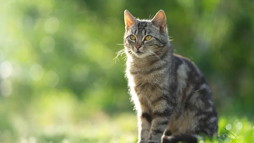 Allergie aux chats : voici comment gérer les allergènes des chats