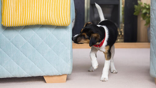 Comment apprendre la propreté à un chiot : conseils & astuces