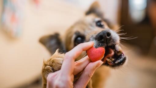 Comment choisir les bonnes friandises à mâcher pour votre chien