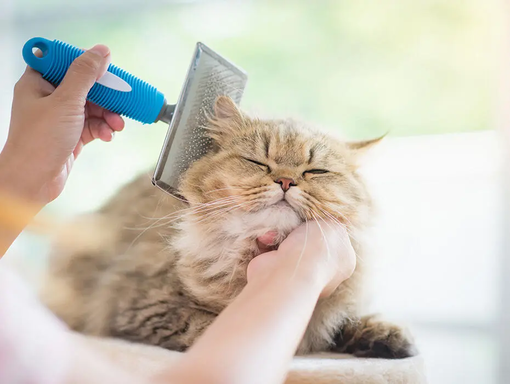 Le mythe des chats hypoallergenic