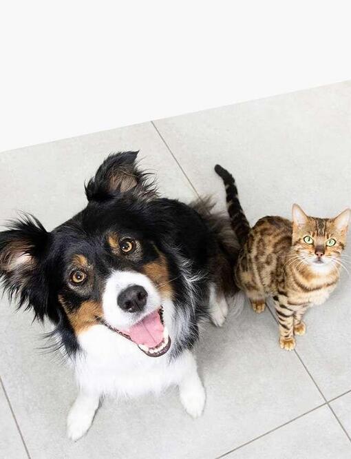 Home page Purina