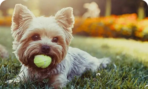 Purina One Chien Mini