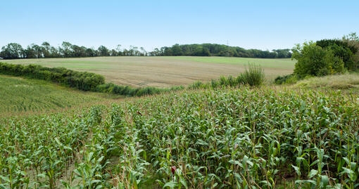 Découvrez nos efforts en matière de développement durable chez Purina