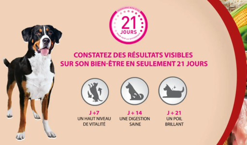 Purina ONE Chien