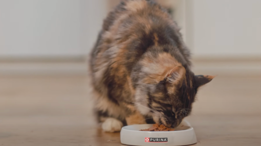 Pourquoi Purina s’intéresse à la santé des océans ?