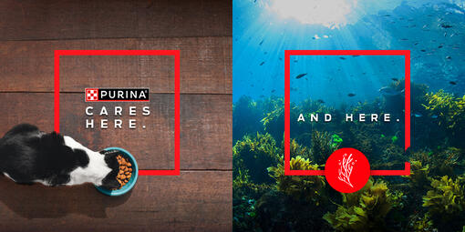 Restaurer les océans avec Purina