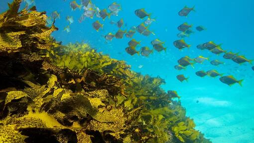 LE PROGRAMME DE RESTAURATION DES OCEANS DE PURINA EUROPE