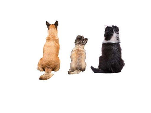 Fido