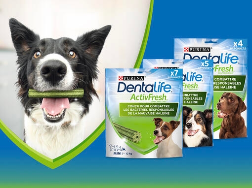 PURINA® Dentalife® ActivFresh