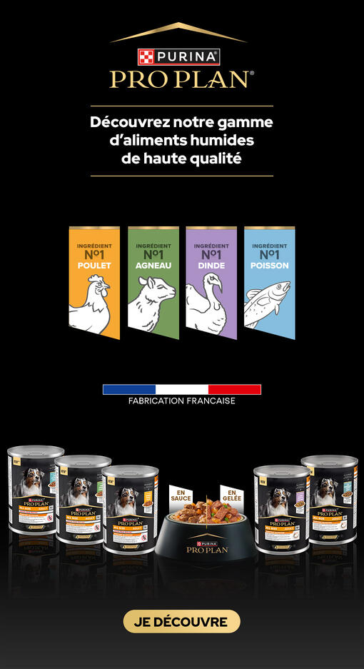Nouveauté : les bouchées en gelée