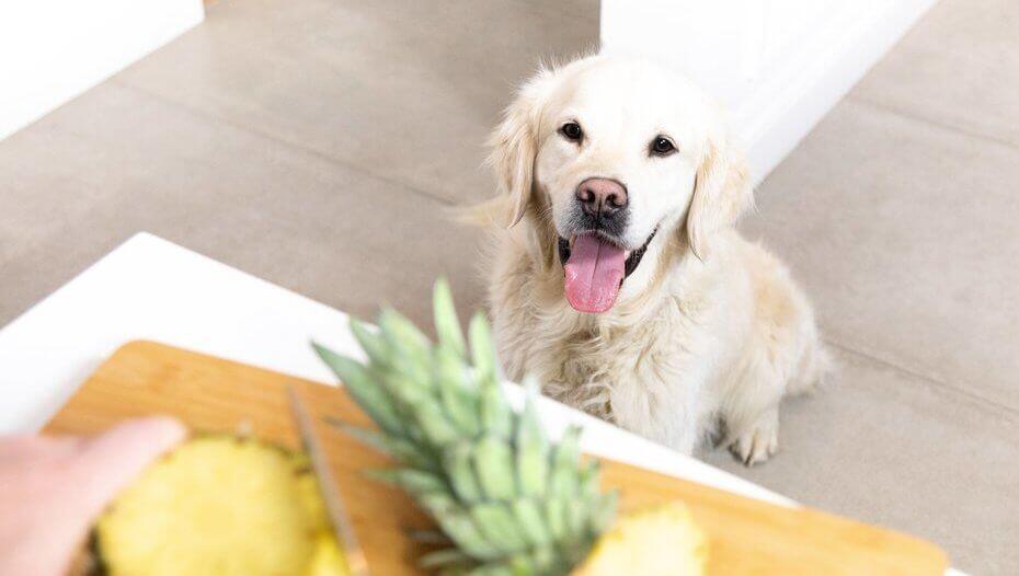 Golden Labrador avec la langue à un ananas. Golden Labrador avec la langue à un ananas.