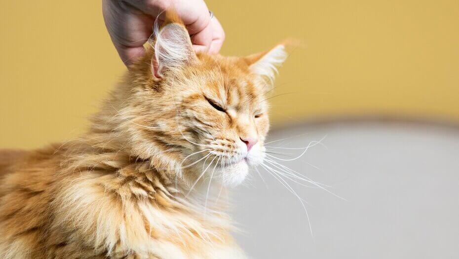 Chat roux aux yeux fermés ayant la tête caressée Chat roux aux yeux fermés ayant la tête caressée
