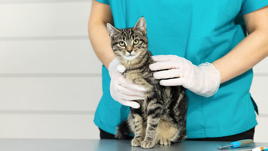 Chat gris rayé sur une table de vétérinaire Chat gris rayé sur une table de vétérinaire