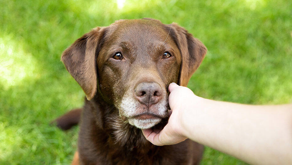Chien caressé par le propriétaire Chien caressé par le propriétaire