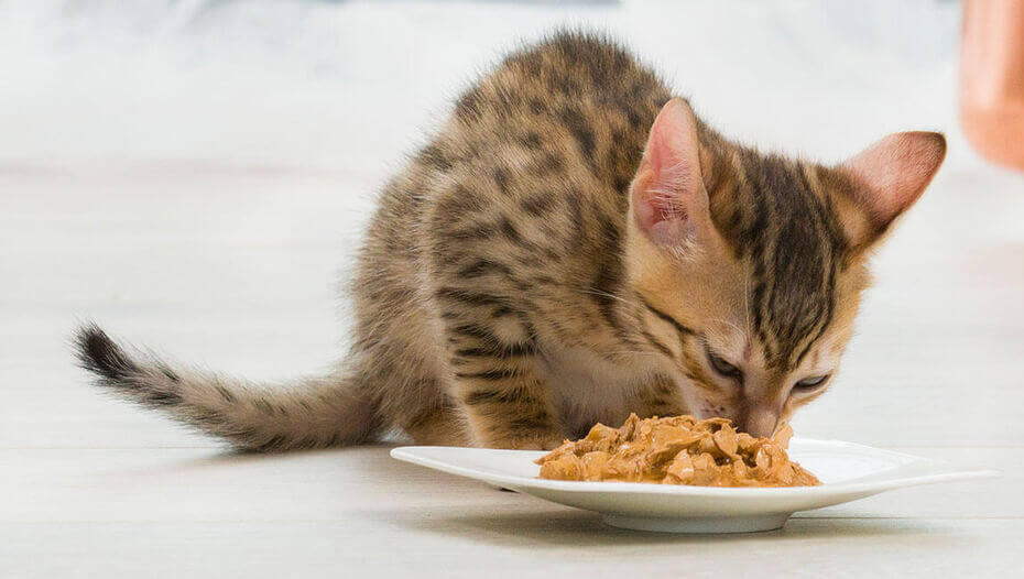 Wet or dry cat food 1 Chat mangeant dans un bol
