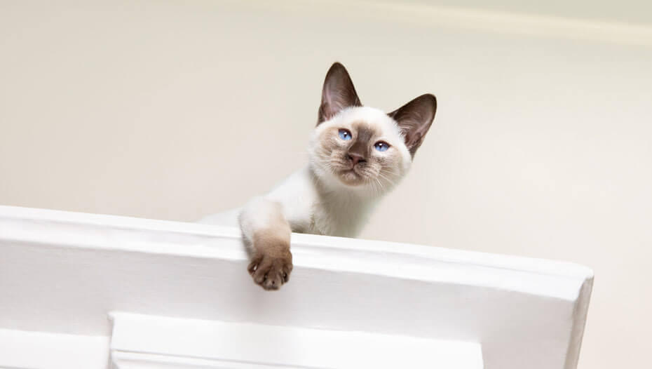 chat furtivement du haut d'une armoire chat furtivement du haut d'une armoire