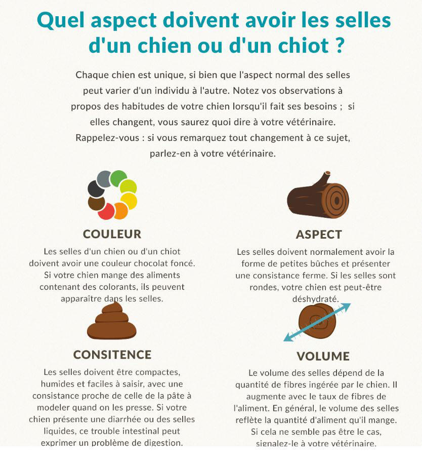 schema expliquant les différents aspects des selles de votre chien qu'il faut surveiller. schema expliquant les différents aspects des selles de votre chien qu'il faut surveiller.