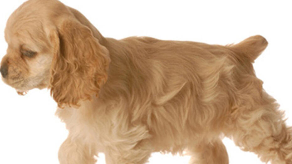 Accueillir un chiot Accueillir un chiot