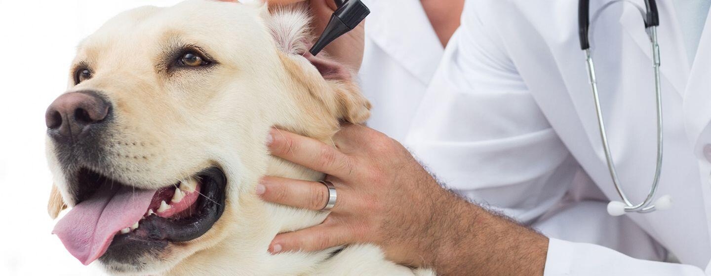 Le médecin examine l’oreille d’un gros chien Le médecin examine l’oreille d’un gros chien