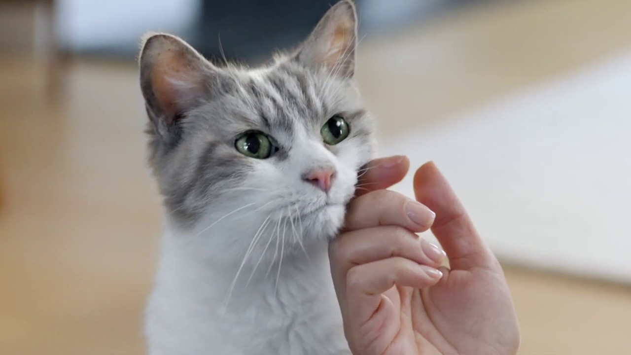 Découvrez Dentalife Chat