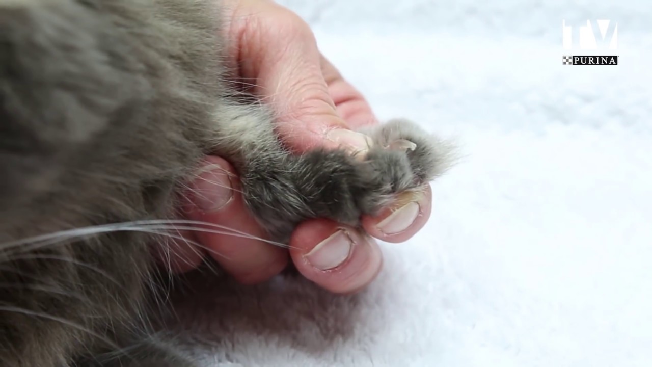 Comment couper les griffes de son chat ? Purina