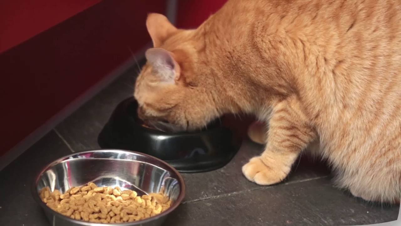 Choisir la bonne alimentation pour votre chat