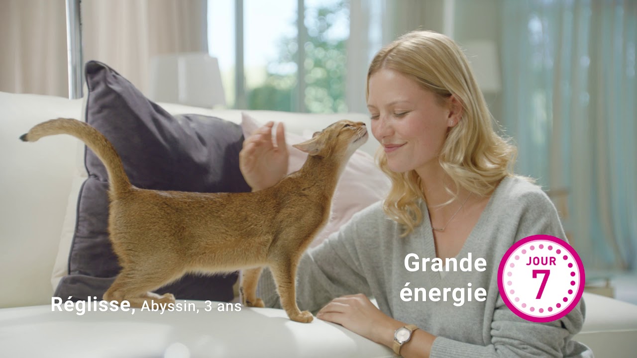 PURINA ONE® - Le Programme 21 Jours PURINA ONE pour votre chat