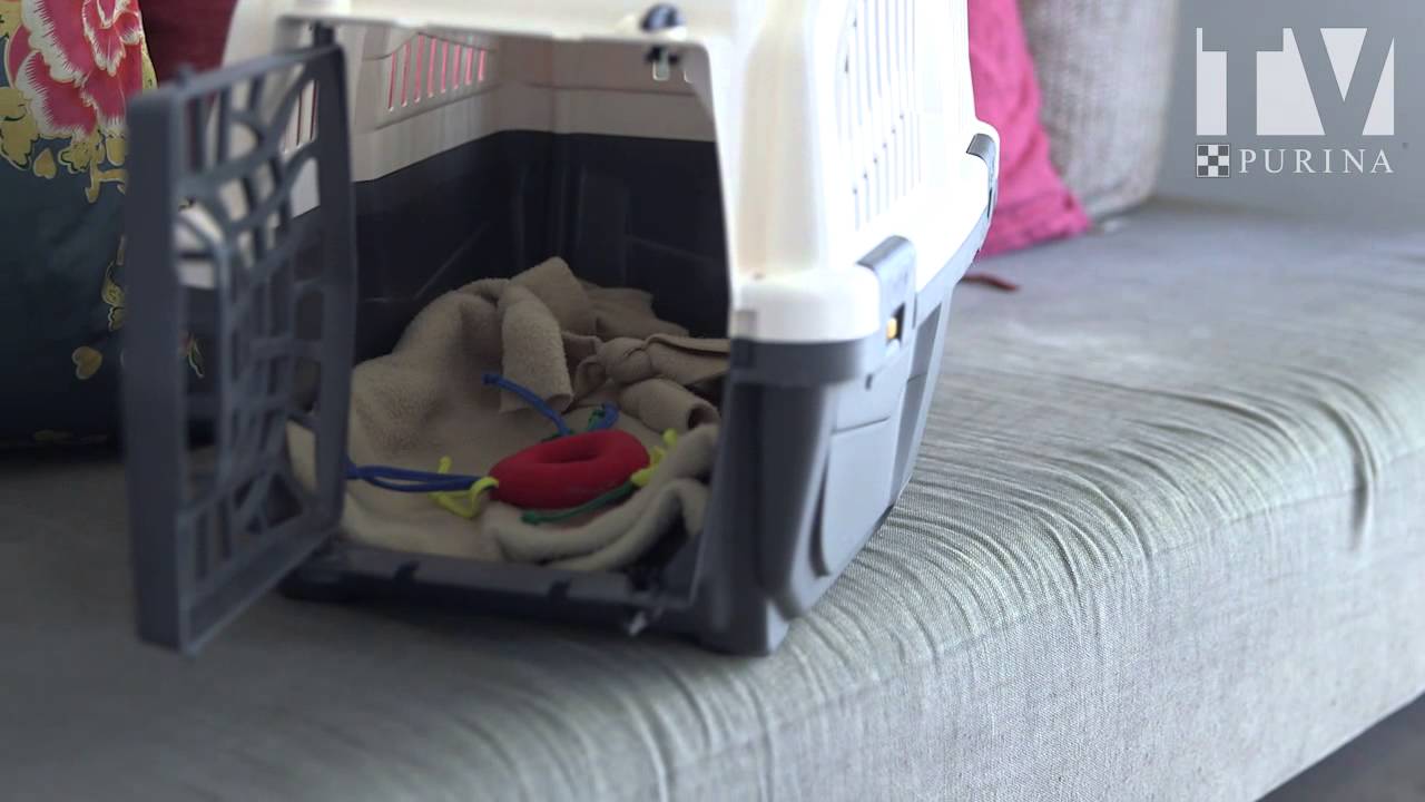 Voyager en voiture avec son chat