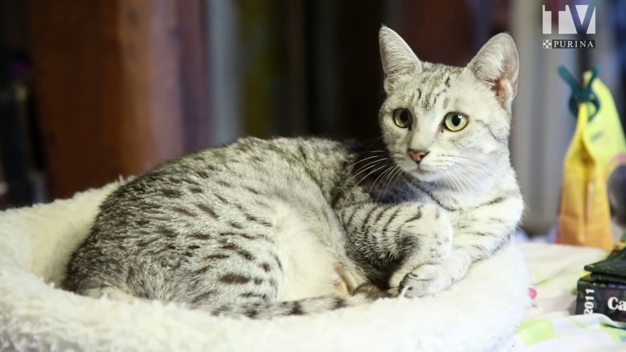 La Mise Bas D Une Chatte Et La Naissance Des Chatons Purina